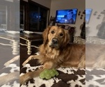 Small #3 Golden Retriever