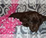 Small Photo #2 Labrador Retriever Puppy For Sale in GREENWOOD, WI, USA