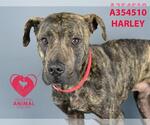 Small #1 American Pit Bull Terrier