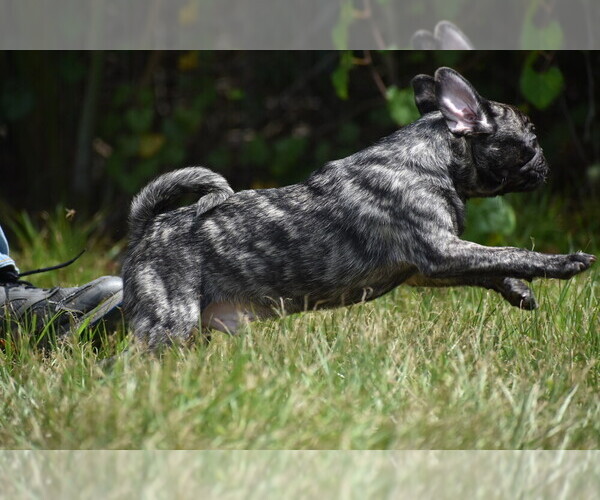 Medium Photo #7 Pug Puppy For Sale in PALM COAST, FL, USA