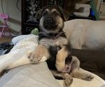 Small Photo #20 German Shepherd Dog Puppy For Sale in MERRITT IS, FL, USA