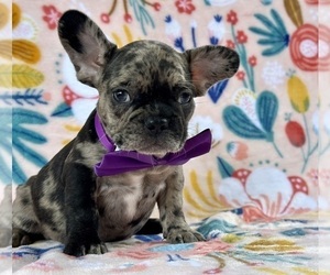 French Bulldog Puppy for sale in LANCASTER, PA, USA