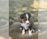 Small Photo #1 Border Collie-Miniature Australian Shepherd Mix Puppy For Sale in MITCHELL, OR, USA