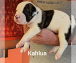 Small American Bulldog