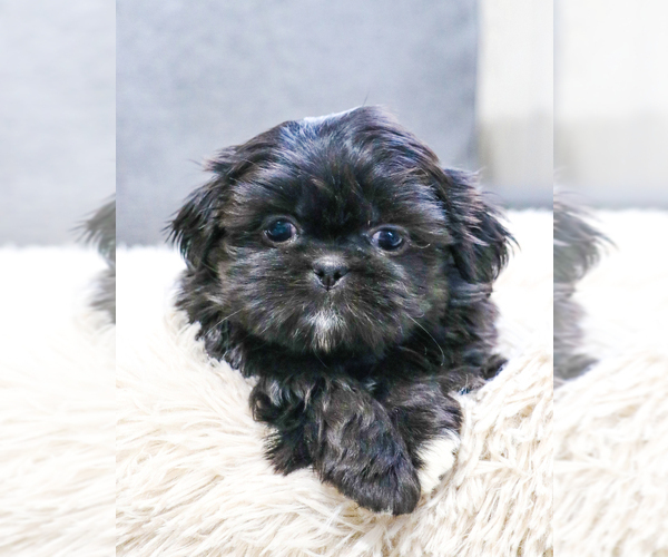 Medium Photo #3 Shih Tzu Puppy For Sale in SYRACUSE, IN, USA