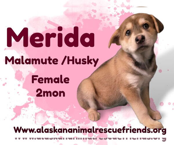 Medium Photo #1 Australian Shepherd-Spaniel Mix Puppy For Sale in Anchorage, AK, USA