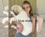 Small Photo #21 Great Pyrenees Puppy For Sale in KIRBYVILLE, MO, USA