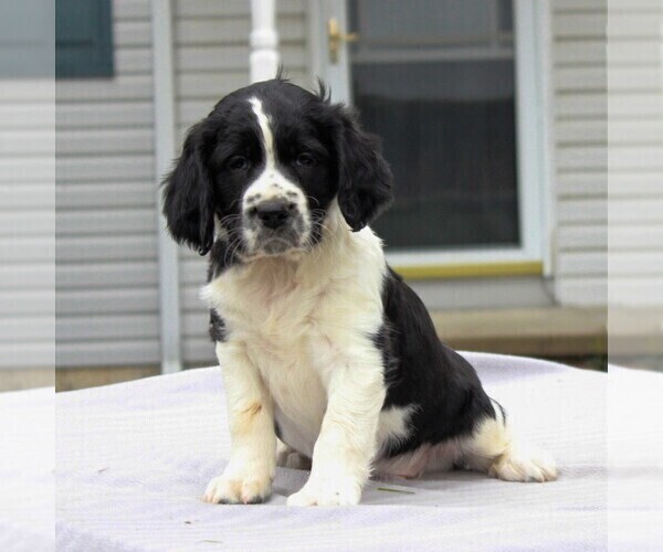 Medium Photo #2 English Springer Spaniel Puppy For Sale in GORDONVILLE, PA, USA