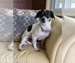 Small #1 Rat Terrier Mix