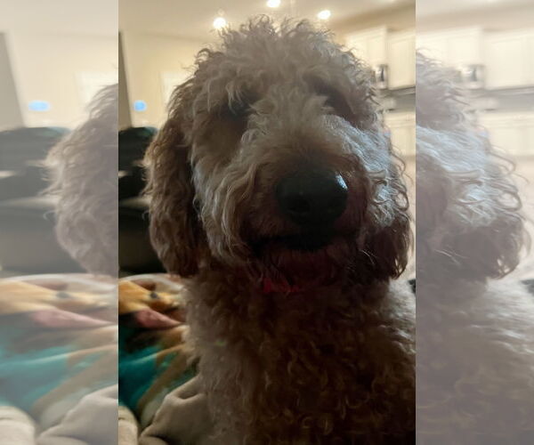 Medium Photo #1 Goldendoodle Puppy For Sale in Bonita Springs, FL, USA