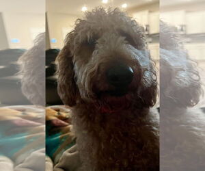 Goldendoodle Dogs for adoption in Bonita Springs, FL, USA