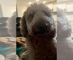 Small Goldendoodle
