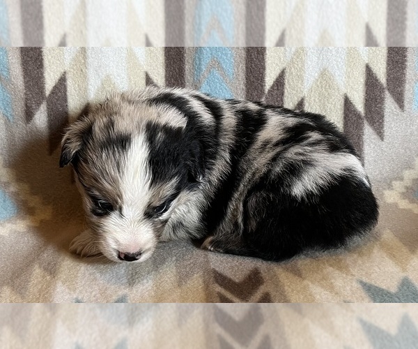 Medium Photo #5 Miniature Australian Shepherd Puppy For Sale in FORT MORGAN, CO, USA