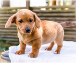 Puppy Bella Dorgi