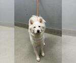 Small Huskies  Mix