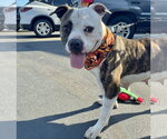 Small #14 Boxer Mix