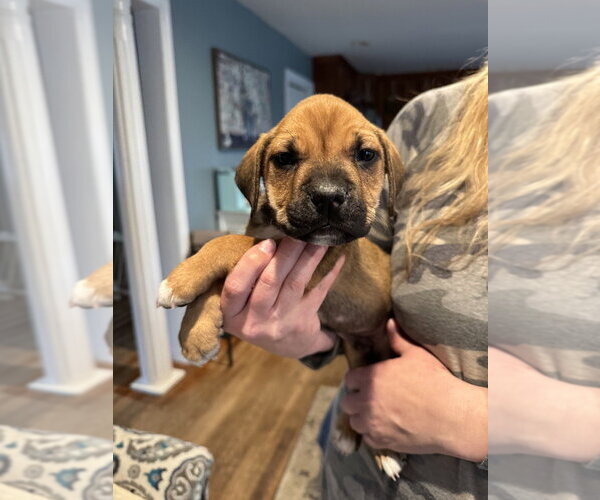 Medium Photo #5 Labrottie Puppy For Sale in Brewster, NY, USA