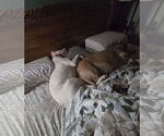 Small #14 Boxer Mix