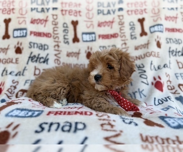 Medium Photo #5 Cavapoo (Miniature) Puppy For Sale in LAKELAND, FL, USA