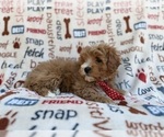 Small #4 Cavapoo (Miniature)