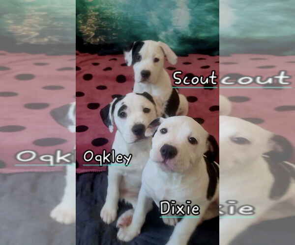 Medium Photo #2 American Staffordshire Terrier-Labrador Retriever Mix Puppy For Sale in Dana Point, CA, USA