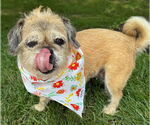Small #6 Shih Tzu Mix