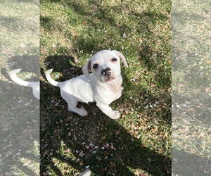 Chiweenie Dogs for adoption in Sandy, UT, USA