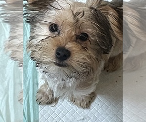 Yorkshire Terrier Puppy for sale in JOHNSTOWN, PA, USA