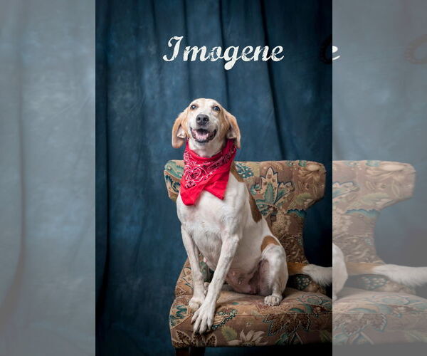 Medium Photo #1 Mutt Puppy For Sale in North Myrtle Beach, SC, USA