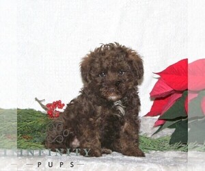 Shih Tzu-YorkiePoo Mix Puppy for sale in RISING SUN, MD, USA