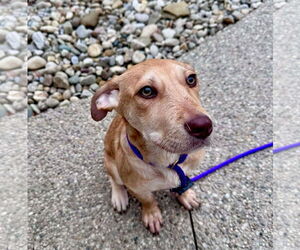 Mutt Dogs for adoption in Germantown, OH, USA