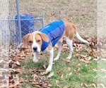 Small Photo #4 Beagle-Unknown Mix Puppy For Sale in Hinton, WV, USA