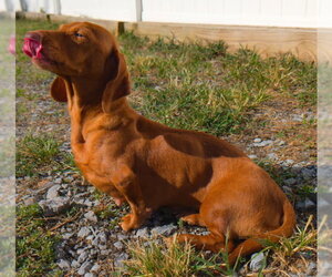 Rosie in TN - Female Dachshund Dog for Adoption - Photo #5