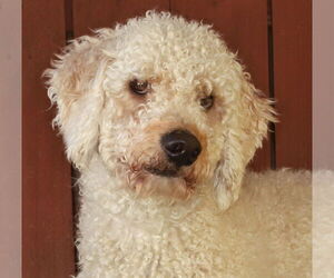 Poodle (Standard)-Unknown Mix Dogs for adoption in Oakland Park, FL, USA