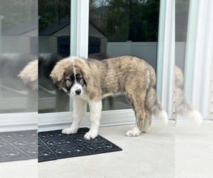 Caucasian Shepherd Dog Puppy for Sale in TWINING, Michigan USA