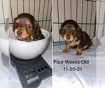 Small Photo #10 Dachshund Puppy For Sale in STONY CREEK, VA, USA