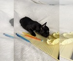 Small #7 French Bulldog