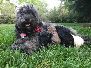 Poodle (Miniature)-Whoodle Mix Puppy for sale in LITTLETON, CO, USA