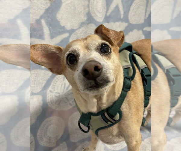 Medium Photo #1 Chihuahua-Unknown Mix Puppy For Sale in oakland, FL, USA