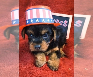 Medium Yorkshire Terrier