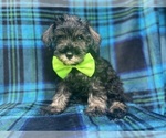 Small #2 Schnauzer (Miniature)