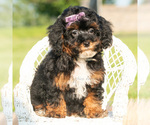 Puppy Cece Poodle (Miniature)