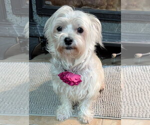 Mal-Shi Dogs for adoption in Des Moines, IA, USA