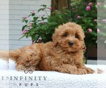 Small #1 Goldendoodle (Miniature)