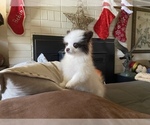 Small Photo #5 Pomeranian Puppy For Sale in WINTERS, CA, USA