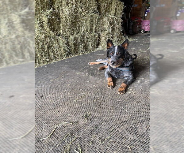 Medium Photo #3 Mutt Puppy For Sale in Garden City, NY, USA