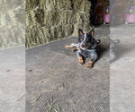 Small #2 Mutt