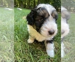 Small Photo #14 Aussiedoodle Miniature  Puppy For Sale in COMMERCE, MI, USA