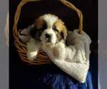 Puppy 2 Saint Bernard