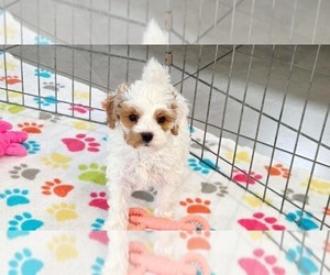 Cavapoo (Miniature)-Poodle (Toy) Mix Puppy for sale in ORO VALLEY, AZ, USA